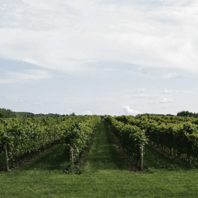 Georgian Hills Vineyards